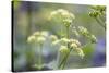 Alexanders in Flower Spring-null-Stretched Canvas