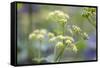 Alexanders in Flower Spring-null-Framed Stretched Canvas