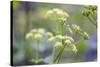 Alexanders in Flower Spring-null-Stretched Canvas