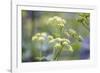Alexanders in Flower Spring-null-Framed Photographic Print