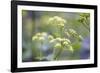 Alexanders in Flower Spring-null-Framed Photographic Print