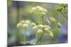 Alexanders in Flower Spring-null-Mounted Photographic Print