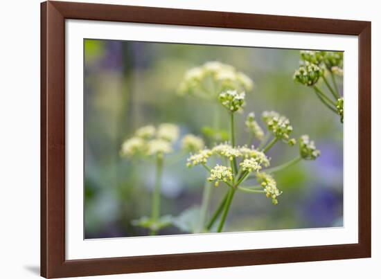 Alexanders in Flower Spring-null-Framed Photographic Print