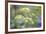 Alexanders in Flower Spring-null-Framed Photographic Print