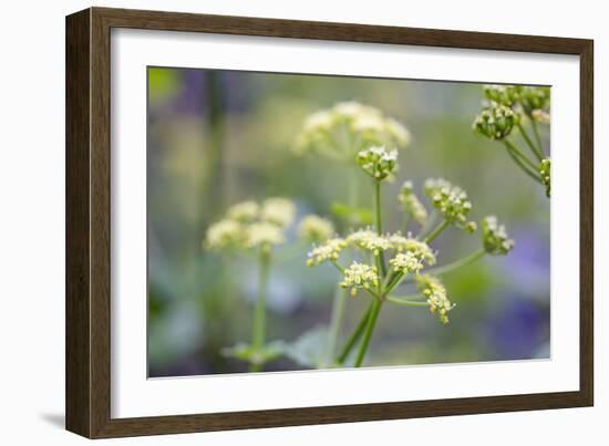 Alexanders in Flower Spring-null-Framed Photographic Print