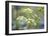 Alexanders in Flower Spring-null-Framed Photographic Print