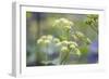 Alexanders in Flower Spring-null-Framed Photographic Print