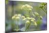 Alexanders in Flower Spring-null-Mounted Photographic Print