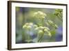 Alexanders in Flower Spring-null-Framed Photographic Print