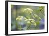 Alexanders in Flower Spring-null-Framed Photographic Print