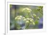 Alexanders in Flower Spring-null-Framed Photographic Print