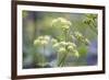 Alexanders in Flower Spring-null-Framed Photographic Print