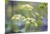 Alexanders in Flower Spring-null-Mounted Photographic Print