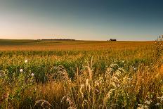 Sunset in the Field-Alexandr Savchuk-Framed Photographic Print