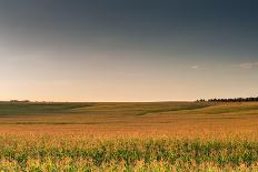 View of a Field of Wheat-Alexandr Savchuk-Photographic Print