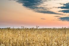 Sunset in the Field-Alexandr Savchuk-Photographic Print