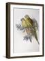 Alexandra's Parrot (Polytelis Alexandrae)-John Gould-Framed Giclee Print