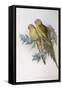 Alexandra's Parrot (Polytelis Alexandrae)-John Gould-Framed Stretched Canvas