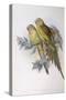 Alexandra's Parrot (Polytelis Alexandrae)-John Gould-Stretched Canvas