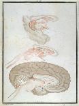 Cross-Section of the Brain, from 'Traite D'Anatomie Et De Physiologie' by Felix Vicq D'Azyr-Alexandre Briceau-Framed Stretched Canvas