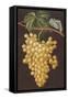 Alexandria Grapes, 1812-George Brookshaw-Framed Stretched Canvas