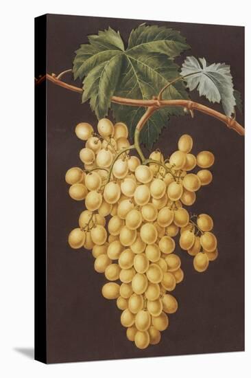 Alexandria Grapes, 1812-George Brookshaw-Stretched Canvas