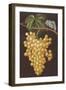 Alexandria Grapes, 1812-George Brookshaw-Framed Giclee Print