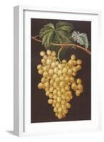 Alexandria Grapes, 1812-George Brookshaw-Framed Giclee Print