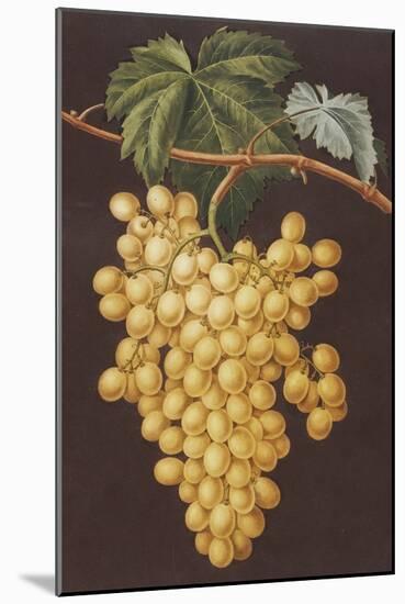 Alexandria Grapes, 1812-George Brookshaw-Mounted Giclee Print