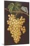 Alexandria Grapes, 1812-George Brookshaw-Mounted Giclee Print