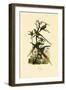 Alexandrine Parakeet, 1833-39-null-Framed Giclee Print