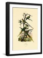 Alexandrine Parakeet, 1833-39-null-Framed Giclee Print