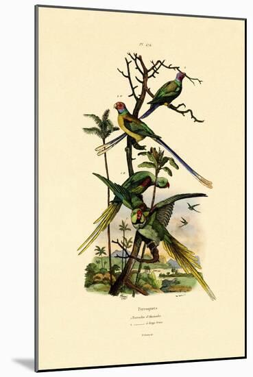 Alexandrine Parakeet, 1833-39-null-Mounted Giclee Print