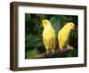 Alexandrine Parakeet, USA-Lynn M. Stone-Framed Premium Photographic Print