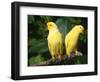 Alexandrine Parakeet, USA-Lynn M. Stone-Framed Premium Photographic Print