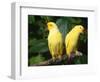 Alexandrine Parakeet, USA-Lynn M. Stone-Framed Premium Photographic Print