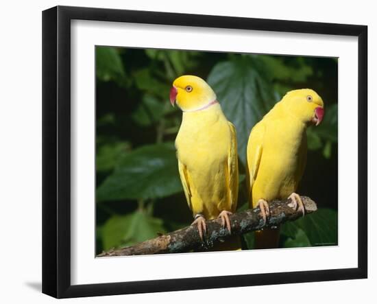 Alexandrine Parakeet, USA-Lynn M. Stone-Framed Photographic Print