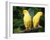 Alexandrine Parakeet, USA-Lynn M. Stone-Framed Photographic Print