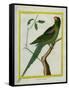 Alexandrine Parakeet-Georges-Louis Buffon-Framed Stretched Canvas