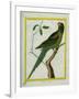 Alexandrine Parakeet-Georges-Louis Buffon-Framed Giclee Print