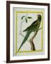 Alexandrine Parakeet-Georges-Louis Buffon-Framed Giclee Print