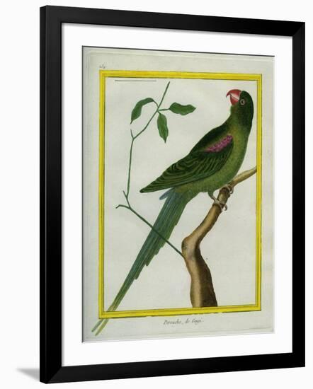 Alexandrine Parakeet-Georges-Louis Buffon-Framed Giclee Print