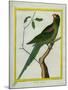 Alexandrine Parakeet-Georges-Louis Buffon-Mounted Giclee Print