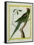 Alexandrine Parakeet-Georges-Louis Buffon-Framed Stretched Canvas