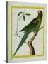 Alexandrine Parakeet-Georges-Louis Buffon-Stretched Canvas