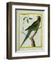 Alexandrine Parakeet-Georges-Louis Buffon-Framed Giclee Print