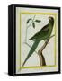 Alexandrine Parakeet-Georges-Louis Buffon-Framed Stretched Canvas