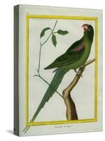 Alexandrine Parakeet-Georges-Louis Buffon-Stretched Canvas