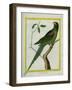 Alexandrine Parakeet-Georges-Louis Buffon-Framed Giclee Print