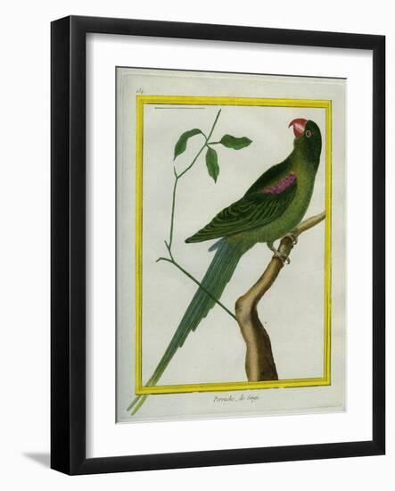 Alexandrine Parakeet-Georges-Louis Buffon-Framed Giclee Print